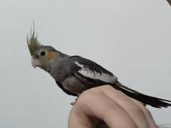 female cockatiel