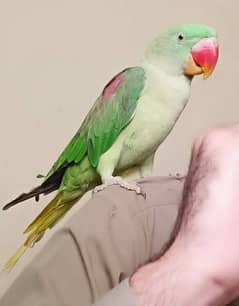 Green Parrot Good And Active