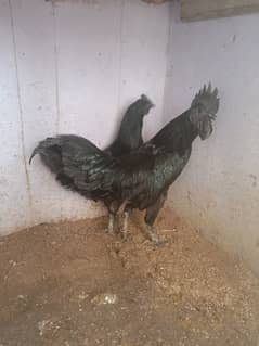 AYAM CEMANI 03122398019