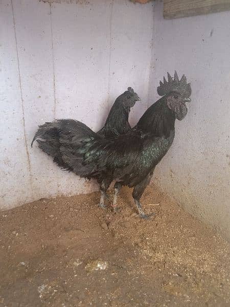 AYAM CEMANI 03122398019 2