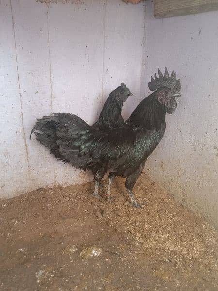 AYAM CEMANI 03122398019 3