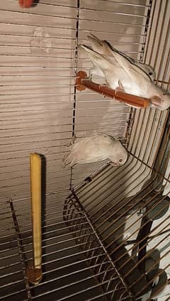 LOVE BIRDS FOR SALE | Albino | Rosicolli  (read description!)