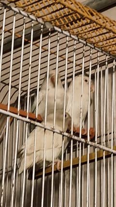 LOVE BIRDS Albino,Rosicolli  (read description!)