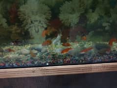 for sale fish