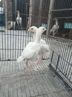 top quality white Heera Aseel chiks pair