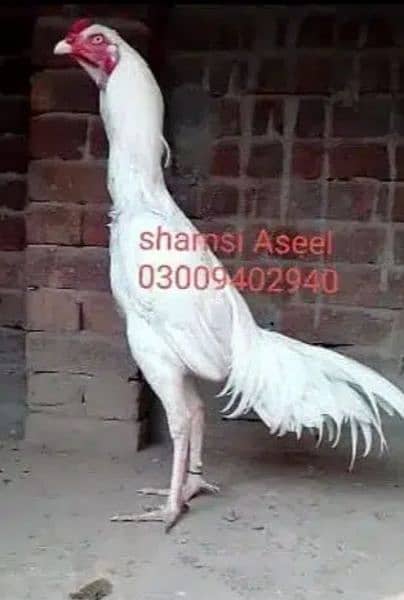 top quality white Heera Aseel chiks pair 1