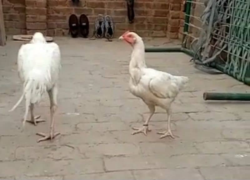 top quality white Heera Aseel chiks pair 2