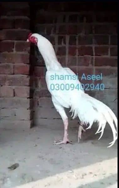 top quality white Heera Aseel chiks pair 3