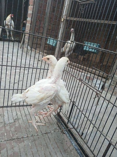 top quality white Heera Aseel chiks pair 4