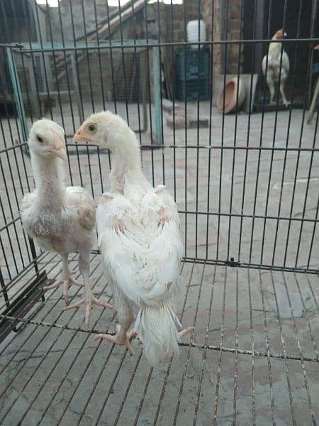 top quality white Heera Aseel chiks pair 5