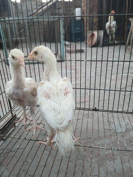 top quality white Heera Aseel chiks pair 6