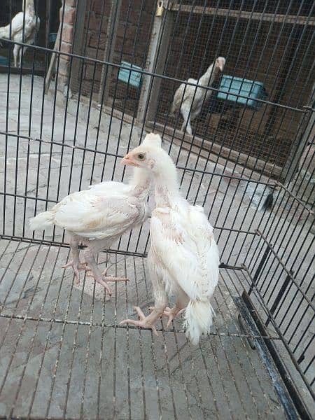 top quality white Heera Aseel chiks pair 7