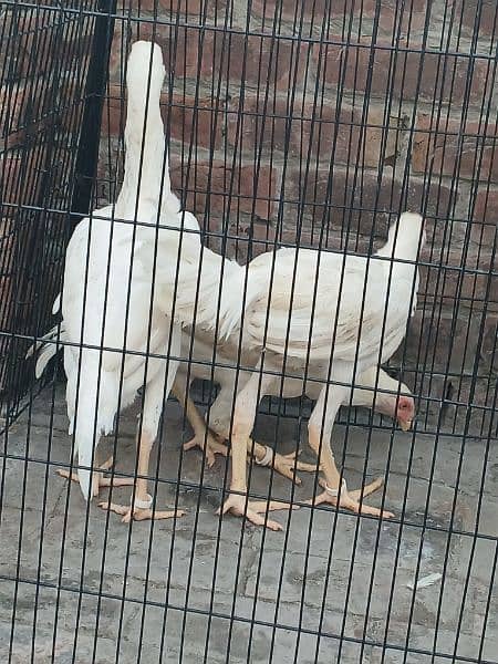 top quality white Heera Aseel chiks pair 8