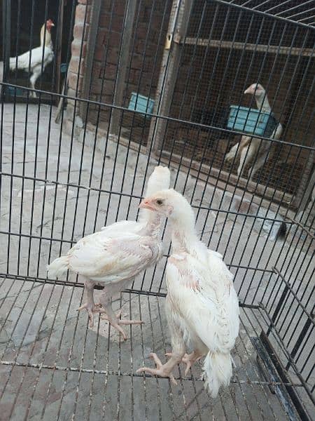 top quality white Heera Aseel chiks pair 9