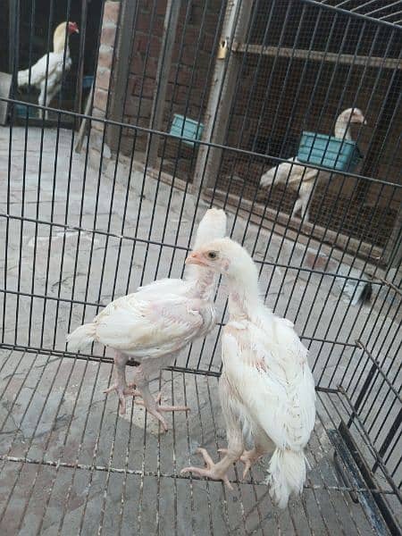 top quality white Heera Aseel chiks pair 10