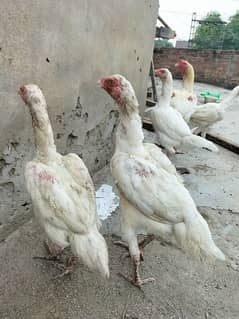 paper white heera female foresale 100 fesad paper white heera breed