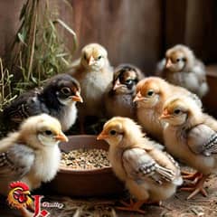 active chicks