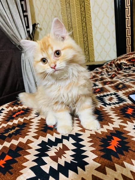 Persian Cat 1