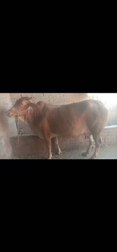 pure cholistani cow for sale