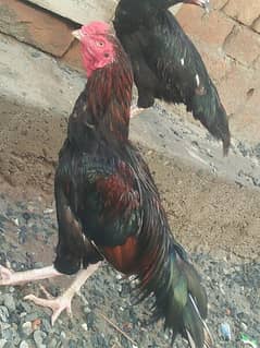 pure aseel male for sale