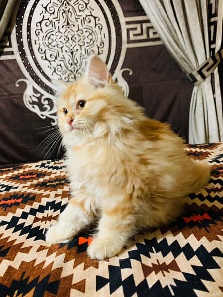 Persian Cat 2