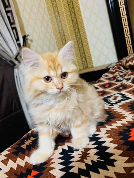 Persian Cat 4