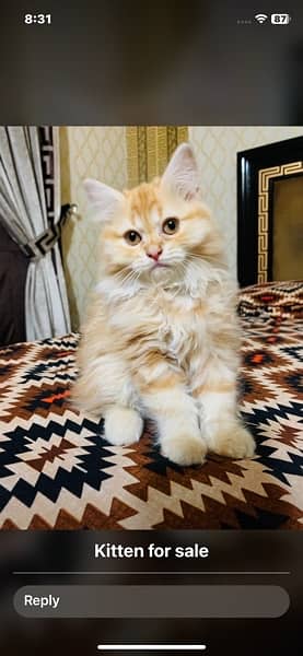 Persian Cat 5