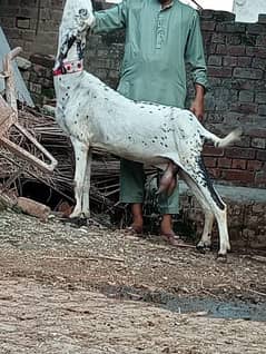 desi Gabban bakri urgent for sale call WhatsApp 03426615268 0