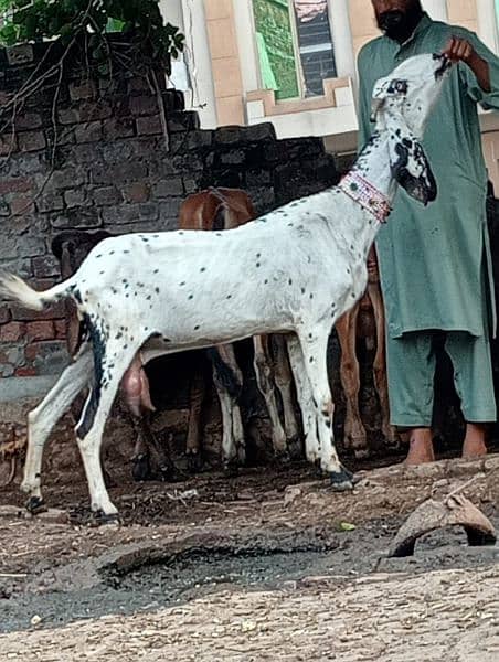 desi Gabban bakri urgent for sale call WhatsApp 03426615268 1