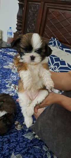 shihtzu puppy 2 months