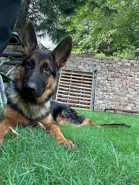 black n tan German shepherd male for sale 1