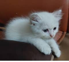 Doll-Faced Persian Kitten for Sale | female | Golden & White Colour