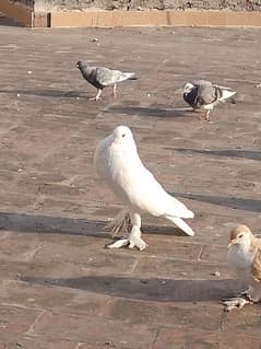 sherazi pigeon for sale 03074395813