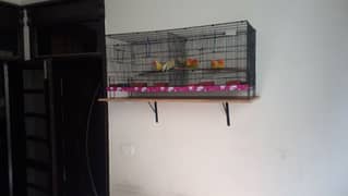 Master Birds cage 0