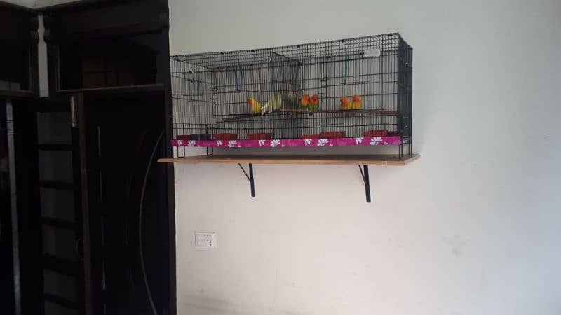 Master Birds cage 0