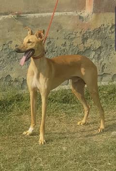 pure desi tazi grayhound 9 month 27.5 inch for sale