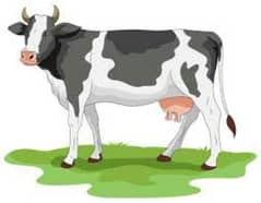 want to sale cow 20 din ke ghaban 170