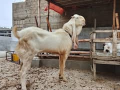 gulabi breader