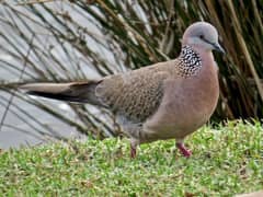 Fancy Pigeons For Sale In Multan 0