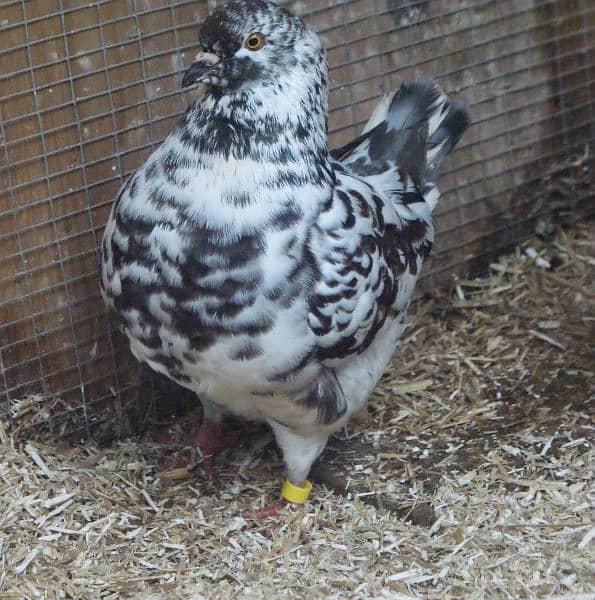 Fancy Pigeons For Sale In Multan 3