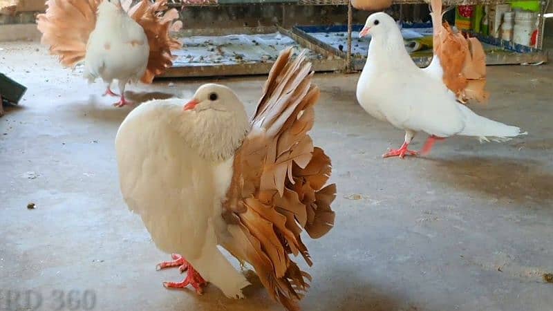 Fancy Pigeons For Sale In Multan 5