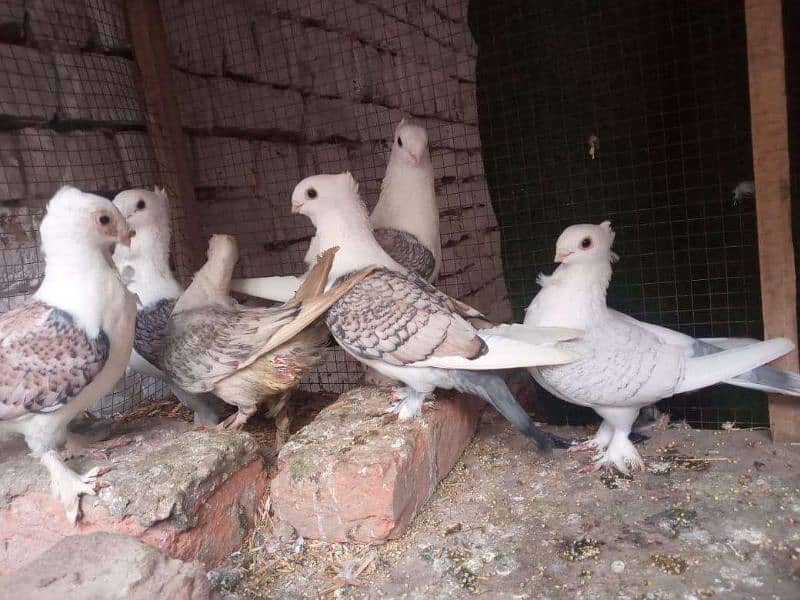 Fancy Pigeons For Sale In Multan 8