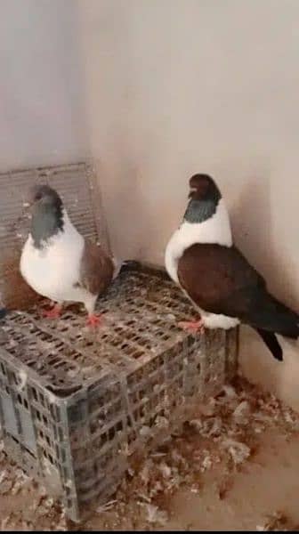 Fancy Pigeons For Sale In Multan 9