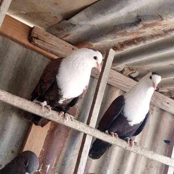 Fancy Pigeons For Sale In Multan 10