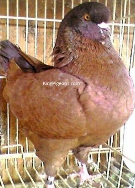 Fancy Pigeons For Sale In Multan 11