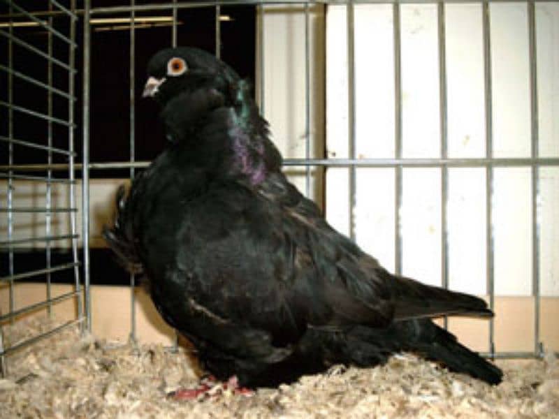 Fancy Pigeons For Sale In Multan 12