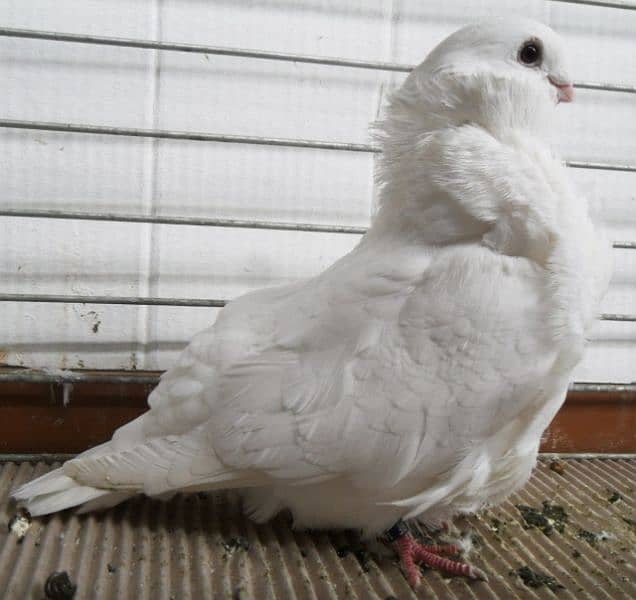 Fancy Pigeons For Sale In Multan 13