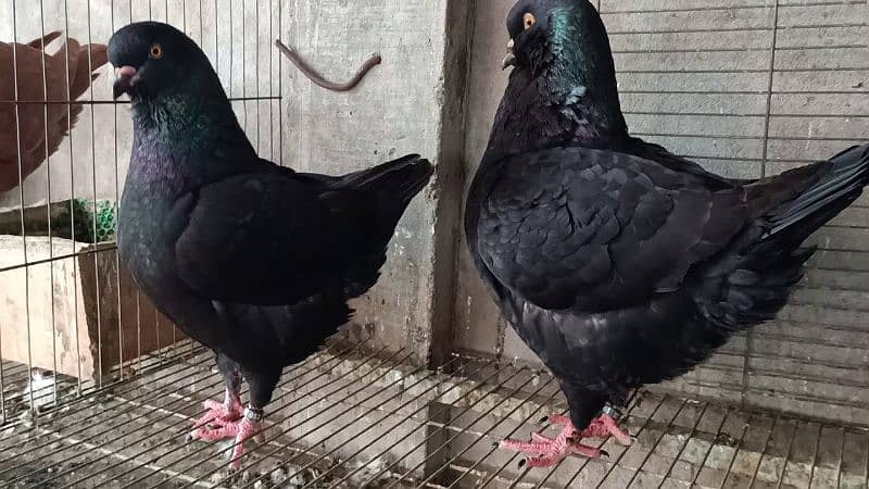 Fancy Pigeons For Sale In Multan 14