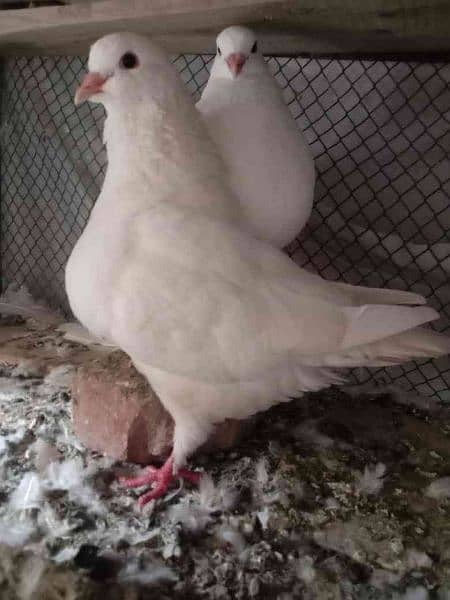 Fancy Pigeons For Sale In Multan 15