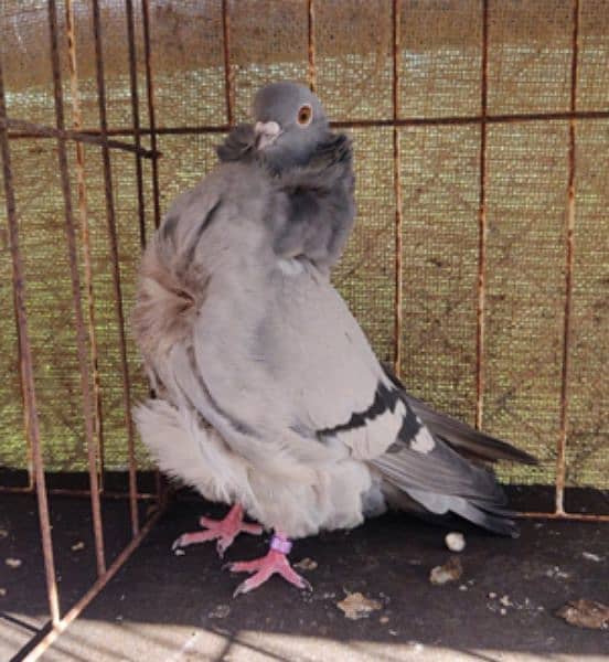 Fancy Pigeons For Sale In Multan 16